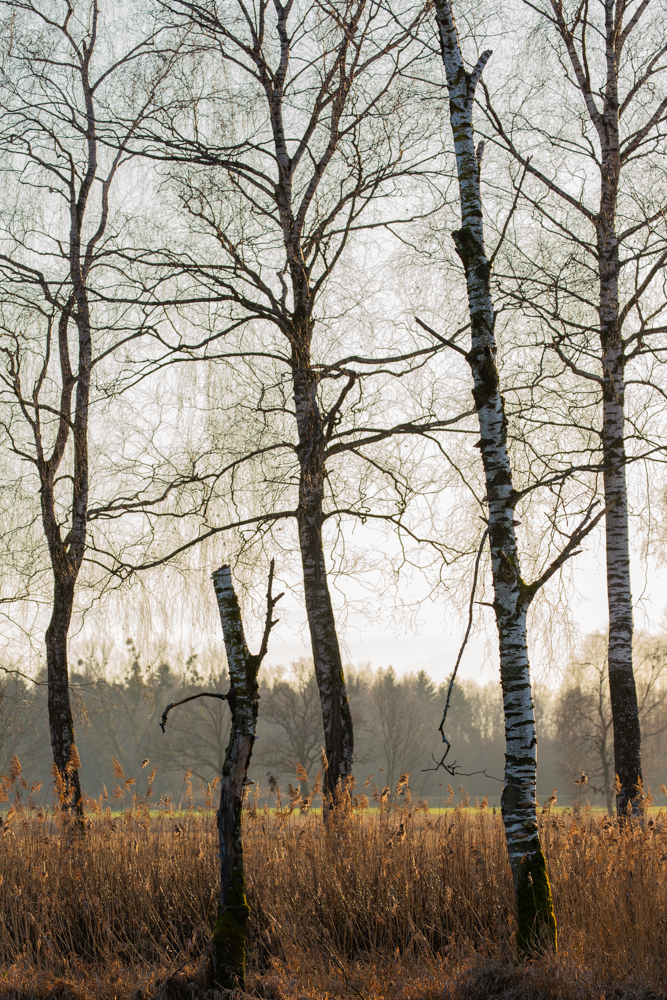 Lauteracherried im Jänner 80